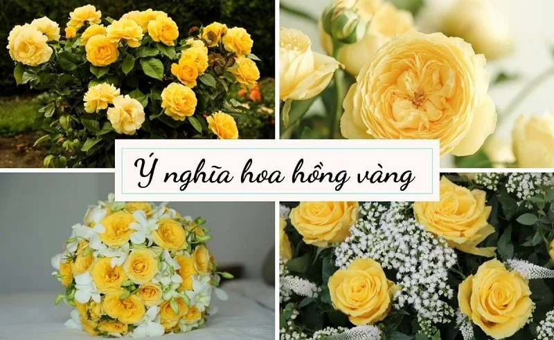 Hoa hồng vàng có ý nghĩa gì?
